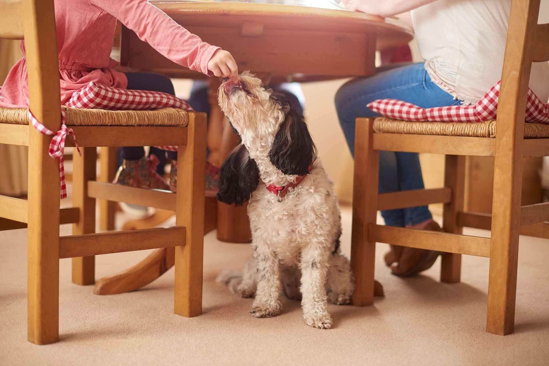 sneaky dog meal